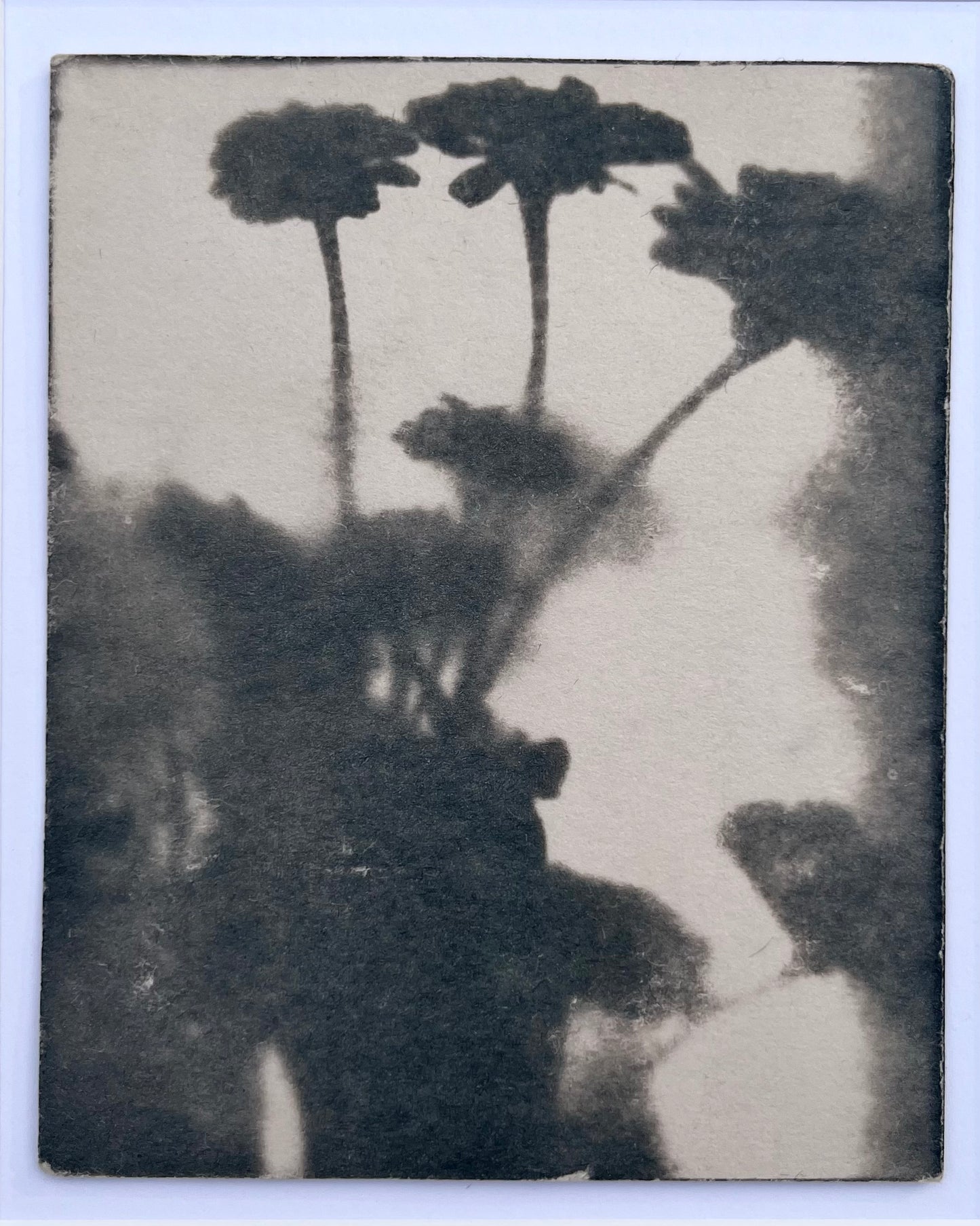 Wendy Small, Toned Cyanotype, Morning Shadows 2 (5x4)