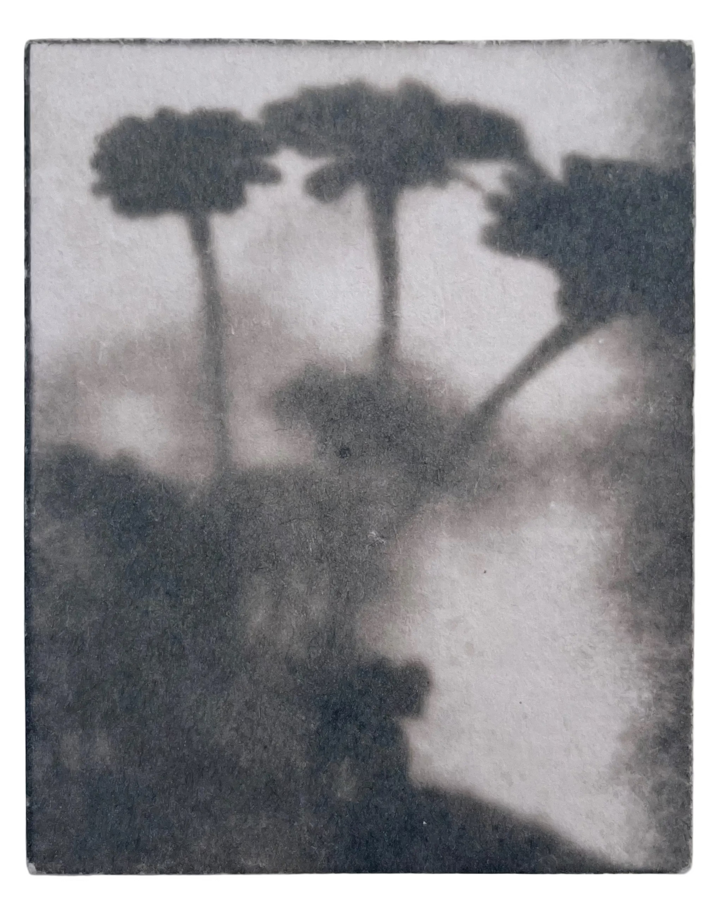 Wendy Small, Toned Cyanotype, Morning Shadows 5 (5x4)