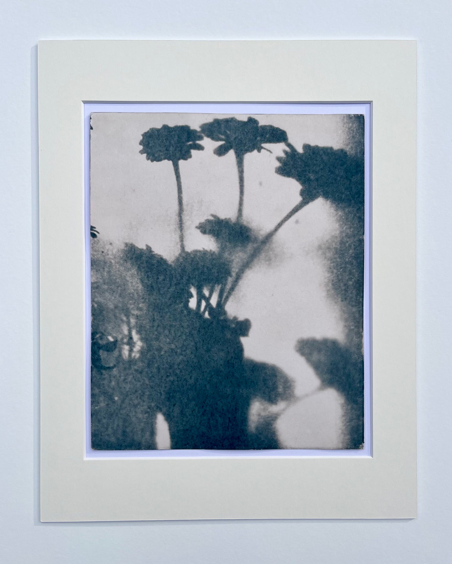 Wendy Small, Toned Cyanotype, Morning Shadows 2 (10x8)