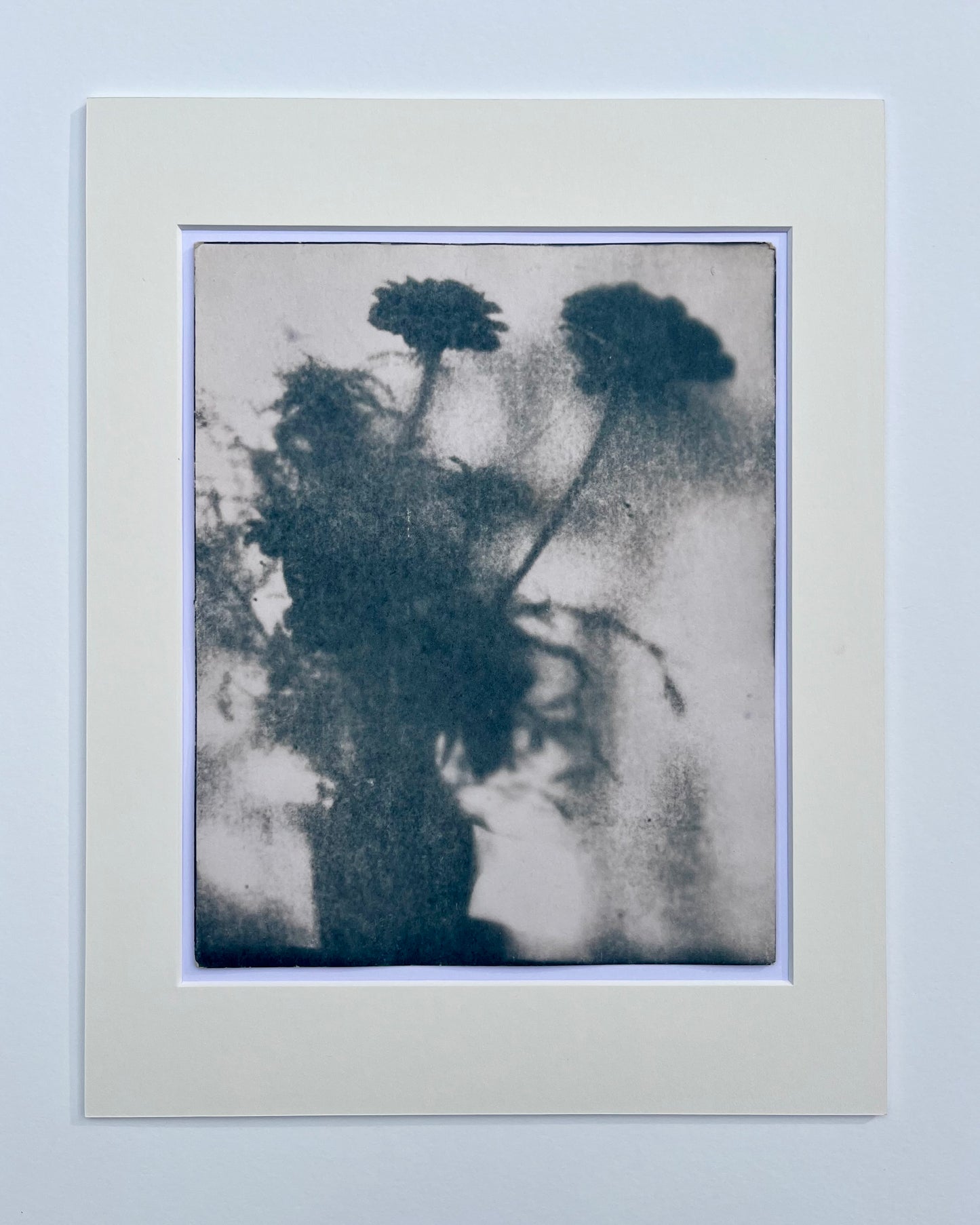 Wendy Small, Toned Cyanotype, Morning Shadows 1 (10x8)