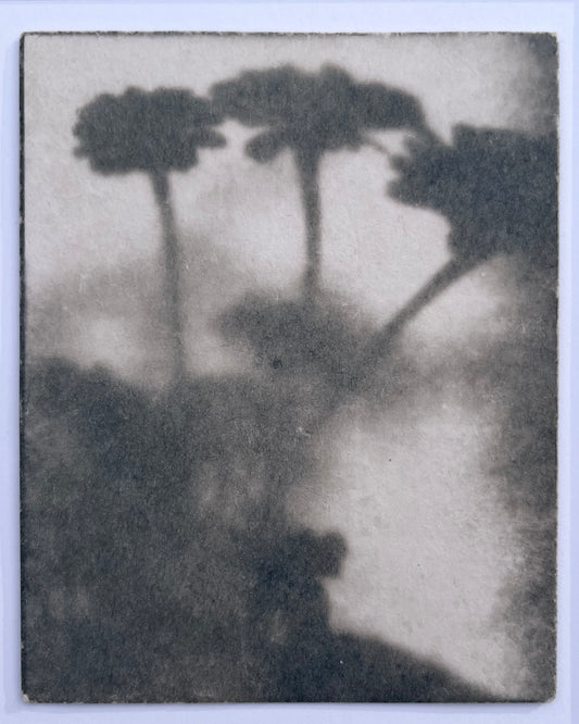 Wendy Small, Toned Cyanotype, Morning Shadows 5 (10x8)