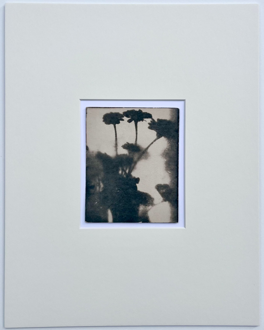 Wendy Small, Toned Cyanotype, Morning Shadows 2 (5x4)