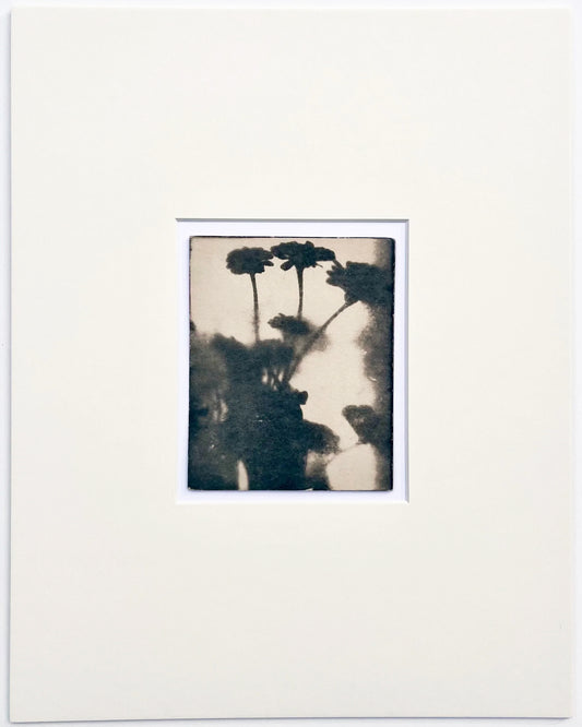 Wendy Small, Toned Cyanotype, Morning Shadows 2 (5x4)