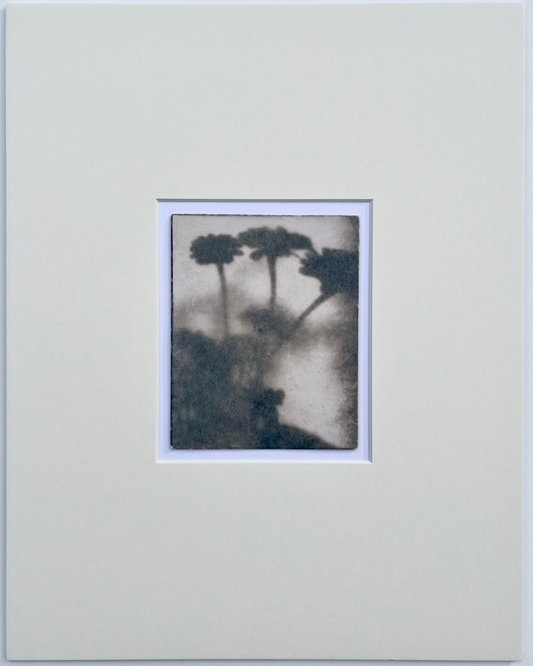 Wendy Small, Toned Cyanotype, Morning Shadows 5 (5x4)