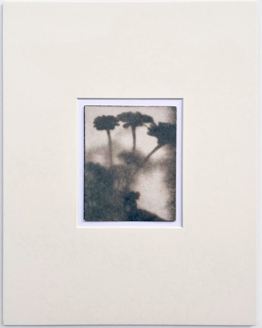 Wendy Small, Toned Cyanotype, Morning Shadows 5 (5x4)