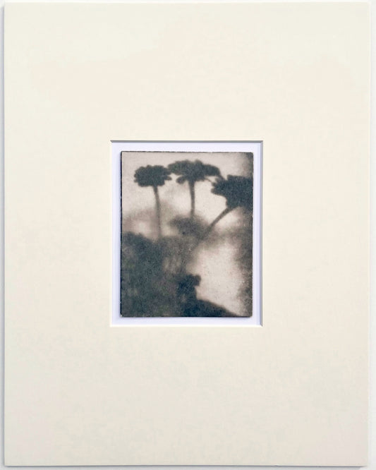 Wendy Small, Toned Cyanotype, Morning Shadows 5 (5x4)