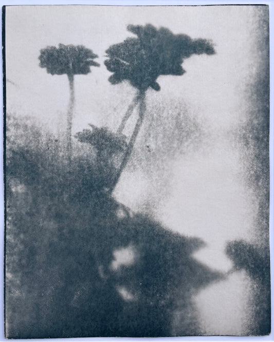 Wendy Small, Toned Cyanotype, Morning Shadows 3 (10x8)