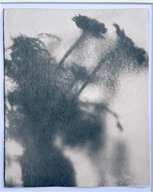 Wendy Small, Toned Cyanotype, Morning Shadows 4 (10x8)