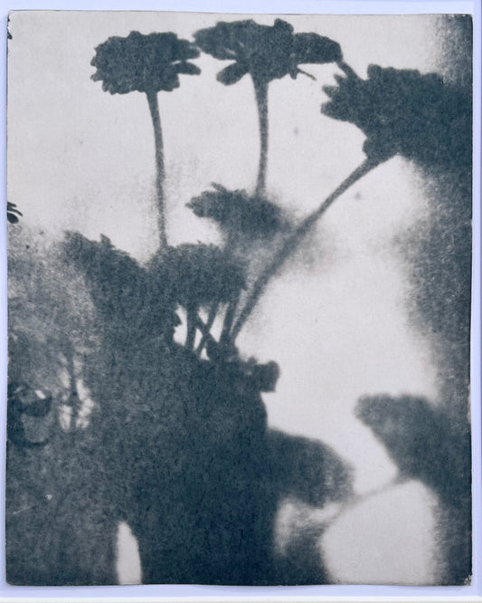 Wendy Small, Toned Cyanotype, Morning Shadows 2 (10x8)