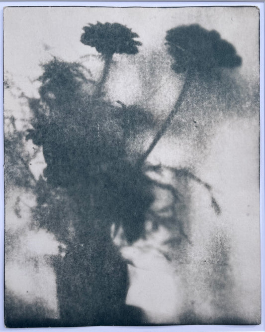 Wendy Small, Toned Cyanotype, Morning Shadows 1 (10x8)